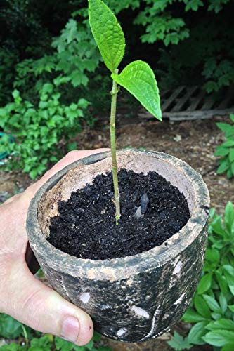 Dip 'N Grow Liquid Rooting Hormone, 2 Ounce